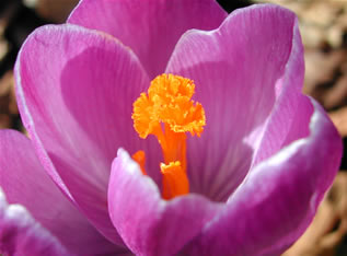 Crocus 265